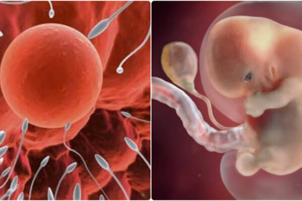 Tinh trùng yếu có ảnh hưởng đến thai nhi không?